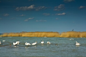 Beautiful white swans and ducks on the lake Balaton under the blue sky with light clouds. Siofolk,...