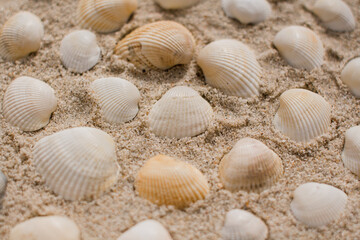 seashells in the sand on the seashore