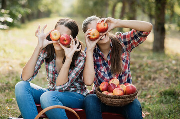Two teenage girls picking ripe organic apples on farm at fall day. Sisters with fruit in basket....