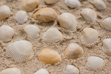 seashells in the sand on the seashore