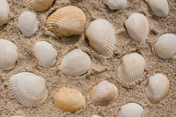 seashells in the sand on the seashore