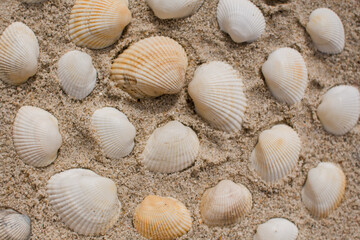 seashells in the sand on the seashore