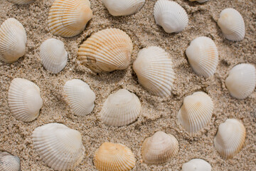 seashells in the sand on the seashore