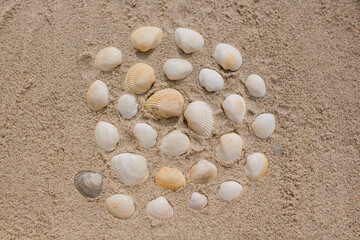 Fototapeta na wymiar seashells in the sand on the seashore