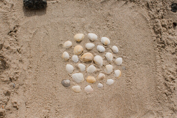 seashells in the sand on the seashore