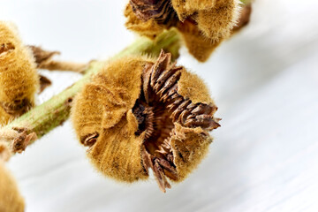 Closeup of dry brown hollyhock seed pod on stem against a white background.