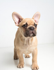 Portrait of a french bulldog puppy on a white background.