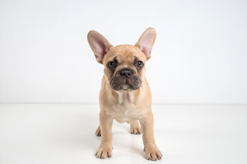 Portrait of a french bulldog puppy on a white background.