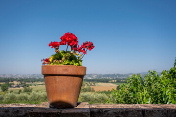 beautiful summer flowers in flowerpots in garden in tuscany
