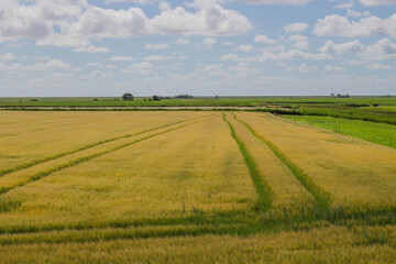 Weizenfeld auf Pellworm