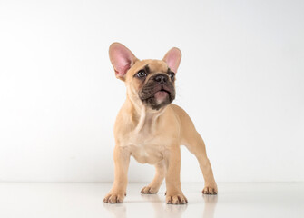 Portrait of a french bulldog puppy on a white background.