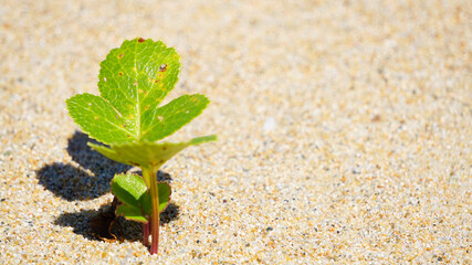 砂浜の可愛い植物