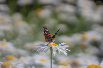 Schmetterling