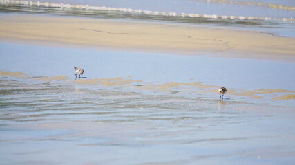 波際で遊ぶ海鳥ハマシギ
