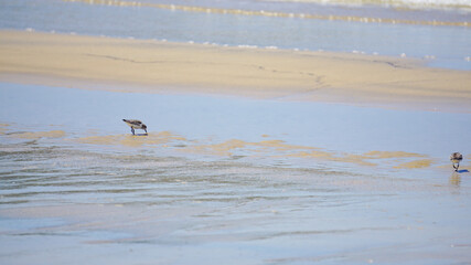 波際で遊ぶ海鳥ハマシギ