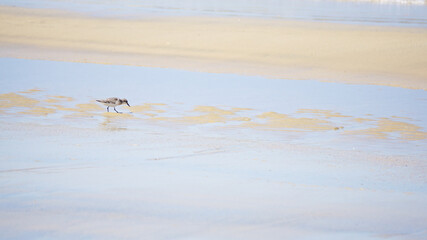 波際で遊ぶ海鳥ハマシギ