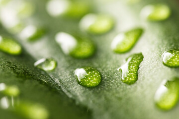 Macro dew drops of transparent rain water on green leaf. Beautiful natural background