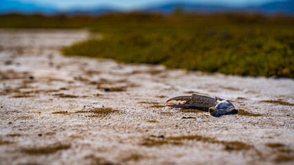 claw of dead crab at the desert