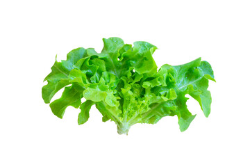 Lettuce leaves isolated on white background.