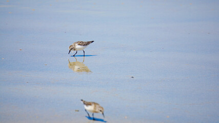 波際で遊ぶ海鳥ハマシギ
