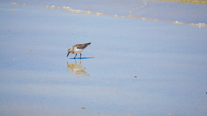 波際で遊ぶ海鳥ハマシギ