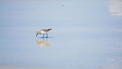 波際で遊ぶ海鳥ハマシギ