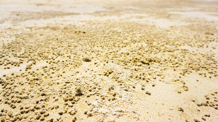 Fototapeta na wymiar 砂浜に開いた海岸の生き物の巣