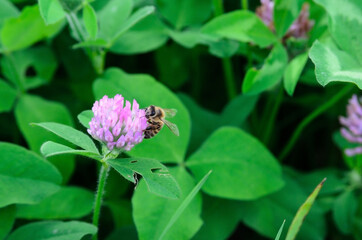 A bee pollinating a clover flower. The collection of honey.