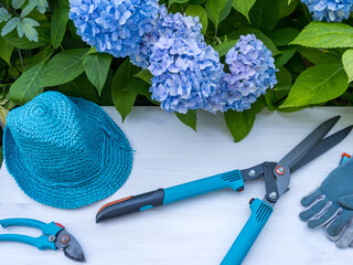 Blue pruning shears, gloves and a hat on the table against the background of hydrangea, like...