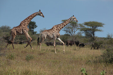 running giraffes with buffaloes in background