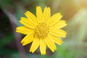 yellow flower in the garden