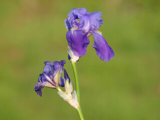 Purple iris flowers
