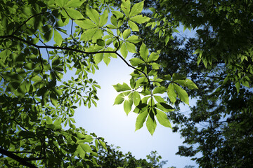 葉の隙間からこぼれる日の光