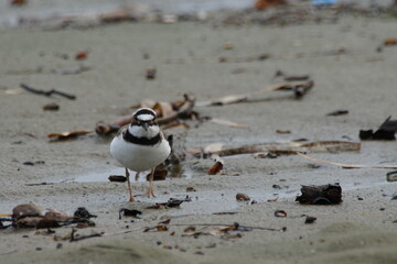 Little ringed plover (Charadrius dubius) running on the coast