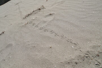 Footprints of birds on the beach