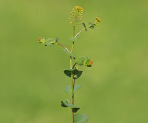 Clasping pepperweed or perfoliate pepperwort blooming plant, Lepidium perfoliatum
