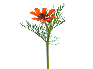 Red orange flower of the Summer pheasant's-eye plant isolated on white, Adonis aestivalis - obrazy, fototapety, plakaty
