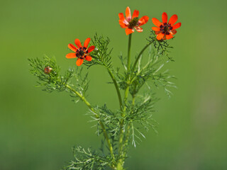 Red orange flower of the Summer pheasant's-eye plant, Adonis aestivalis