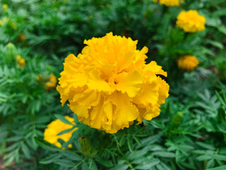 Close up African marigold on green summer garden background. Yellow blooming flower Also known as Aztec marigold, Mexican marigold and Flower of the dead