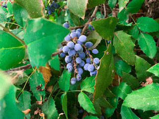 Cluster of Oregon grape blue berries. Evergreen bush, known as Berberis aquifolium, Holly leaved barberry and Mountain grape. 
