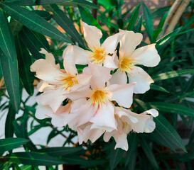 White Oleander flower blooming in garden during summer. Also known as Nerium oleander and Rose bay
