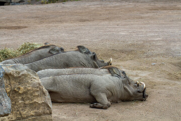 plusieurs phacochères allongés sur le sol