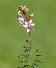 Flower of a burning bush or Dittany, Dictamnus albus