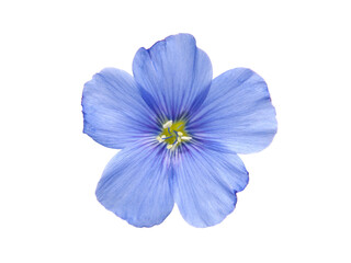 Blue flax flowers isolated on white background