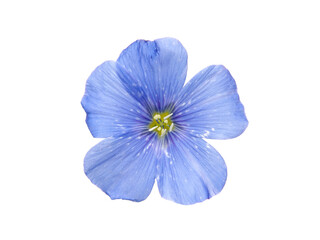 Blue flax flowers isolated on white background
