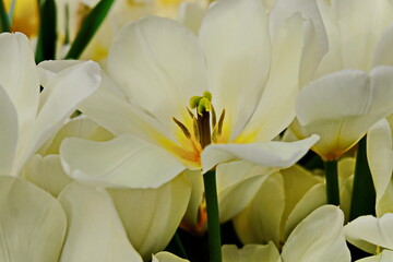 Aromatic white tulips bloomed in the spring in the garden. These bulbs are widely used in landscape design.