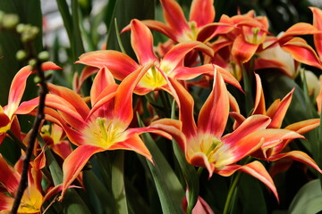 Orange yellow tulips bloomed in the spring in the garden. These bulbs are widely used in landscape design.