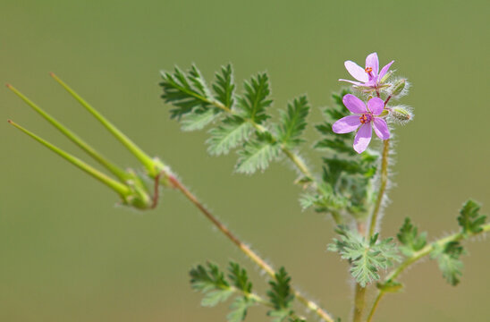 Pink flower of redstem stork's bill or pinweed, Erodium cicutarium