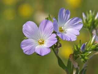 Fototapeta premium Purple flowers of wild downy flax, Linum hirsutum
