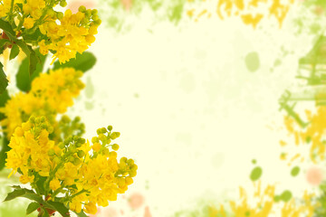 Fototapeta na wymiar Yellow flower background of Oregon grape blossom